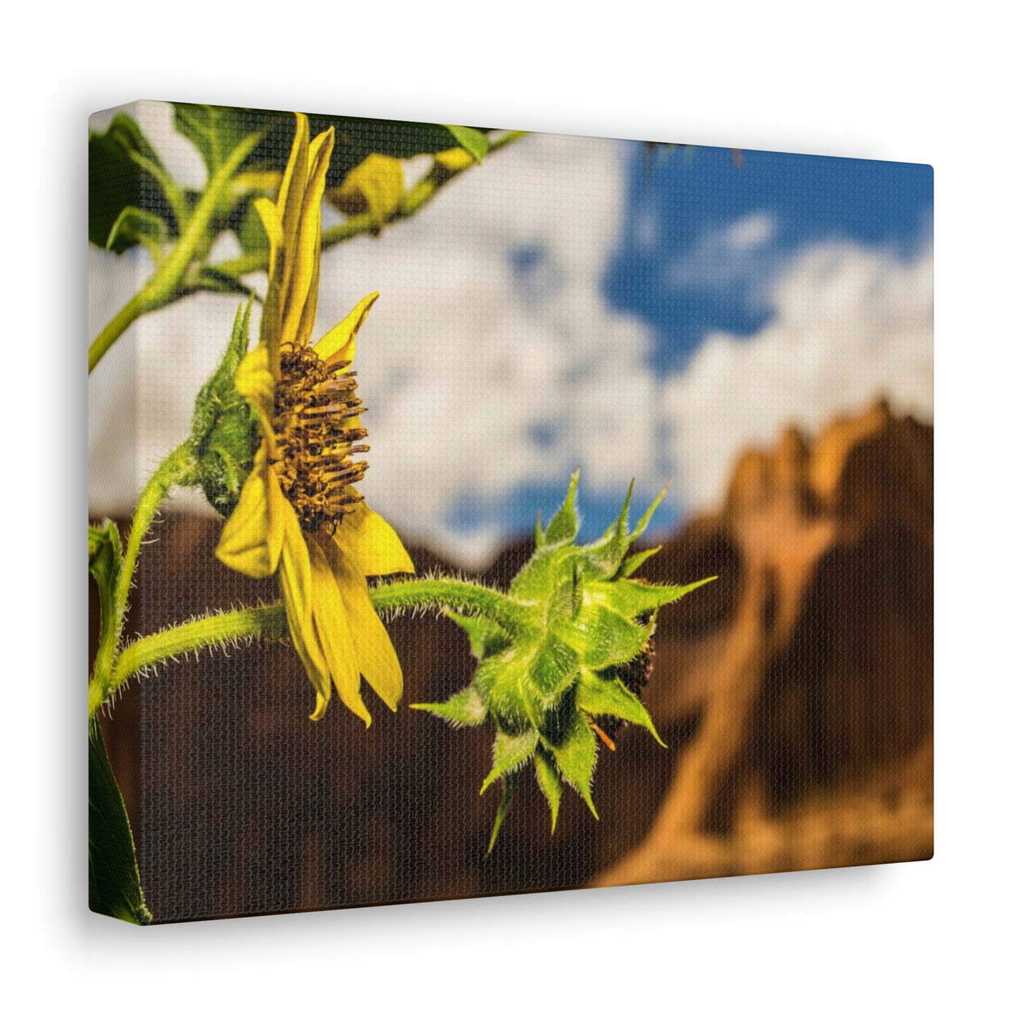 Wild Sunflower Canvas Gallery Wraps