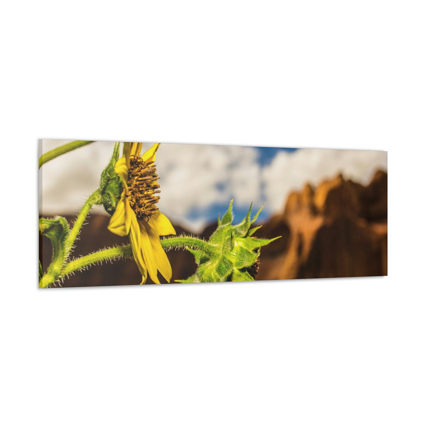 Wild Sunflower Canvas Gallery Wraps