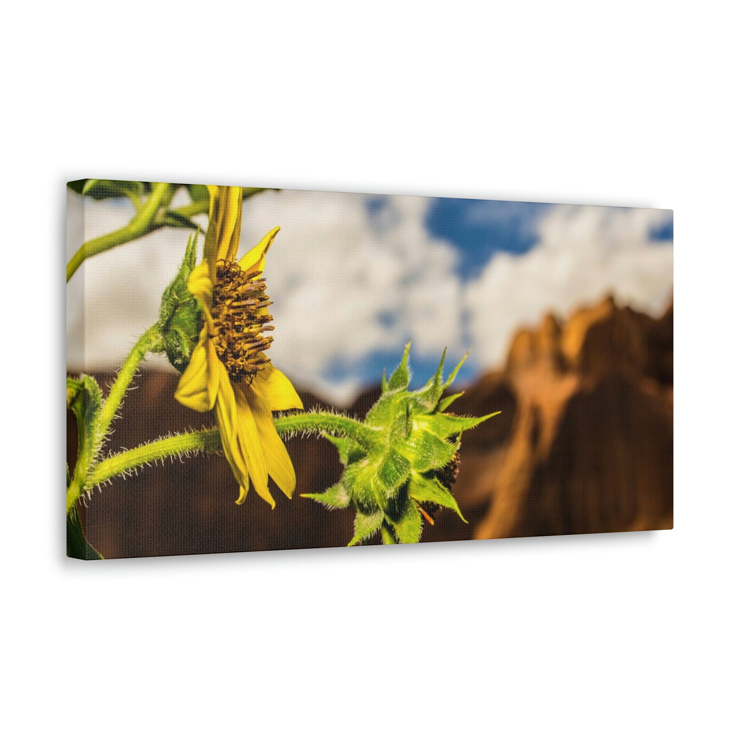 Wild Sunflower Canvas Gallery Wraps