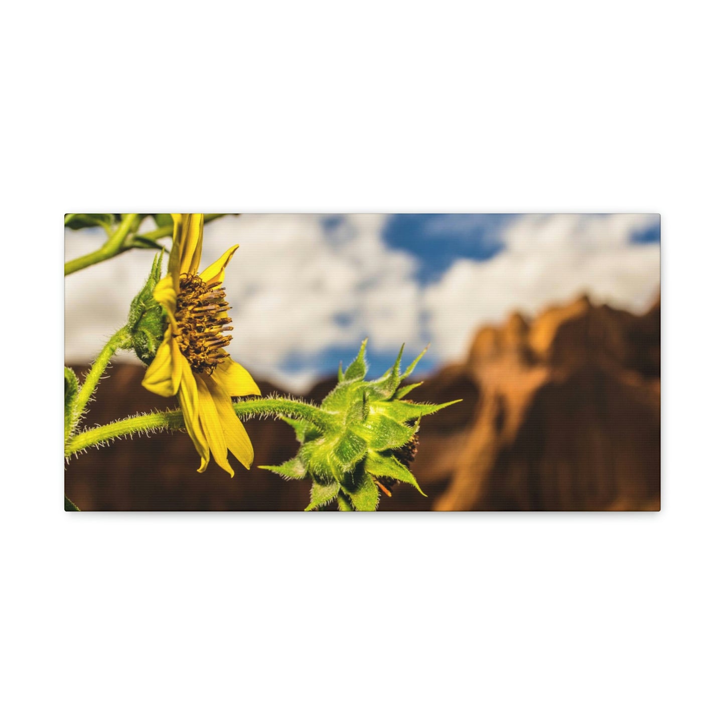 Wild Sunflower Canvas Gallery Wraps