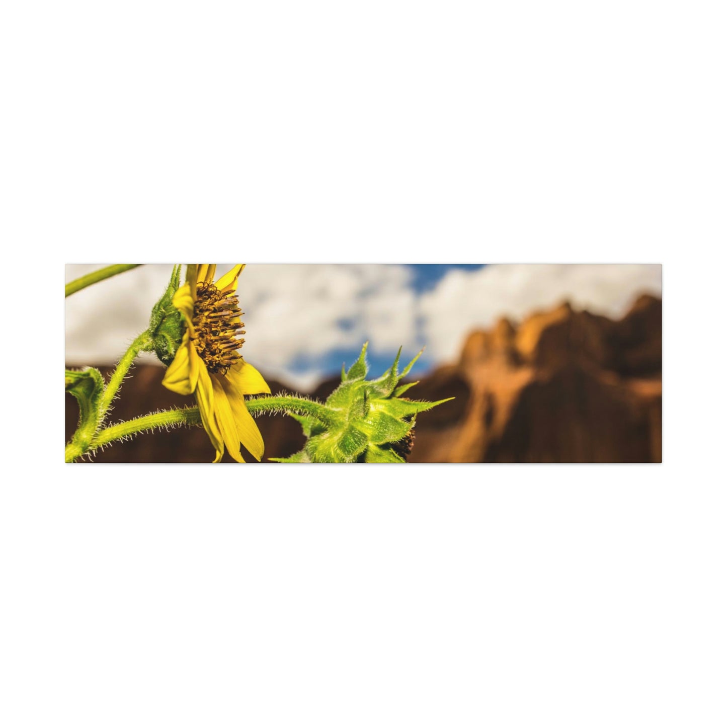 Wild Sunflower Canvas Gallery Wraps