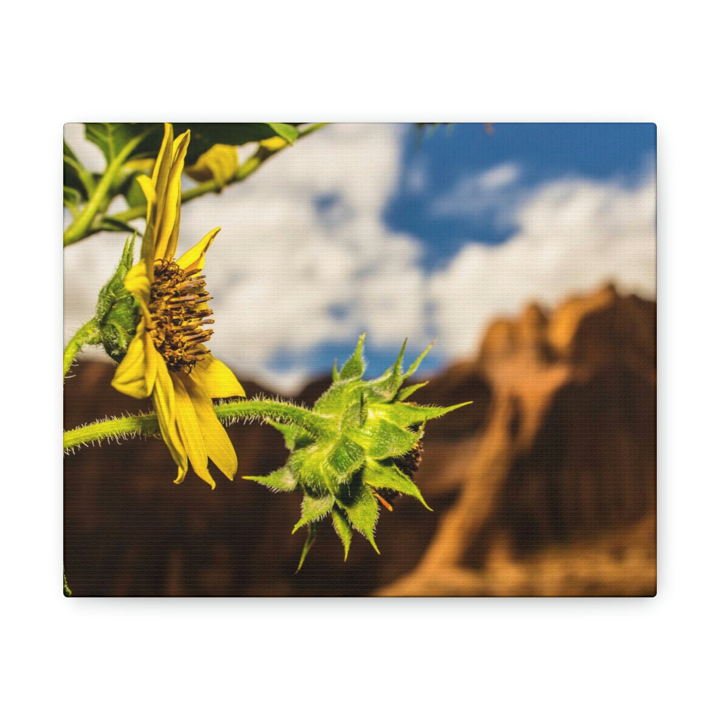 Wild Sunflower Canvas Gallery Wraps