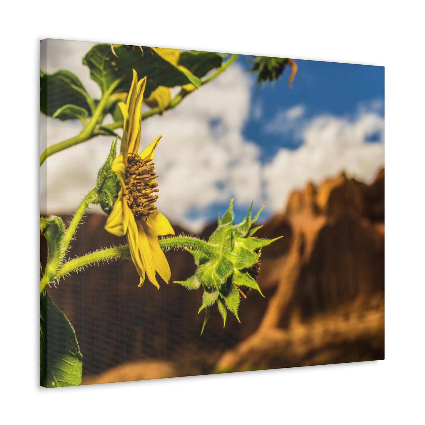 Wild Sunflower Canvas Gallery Wraps