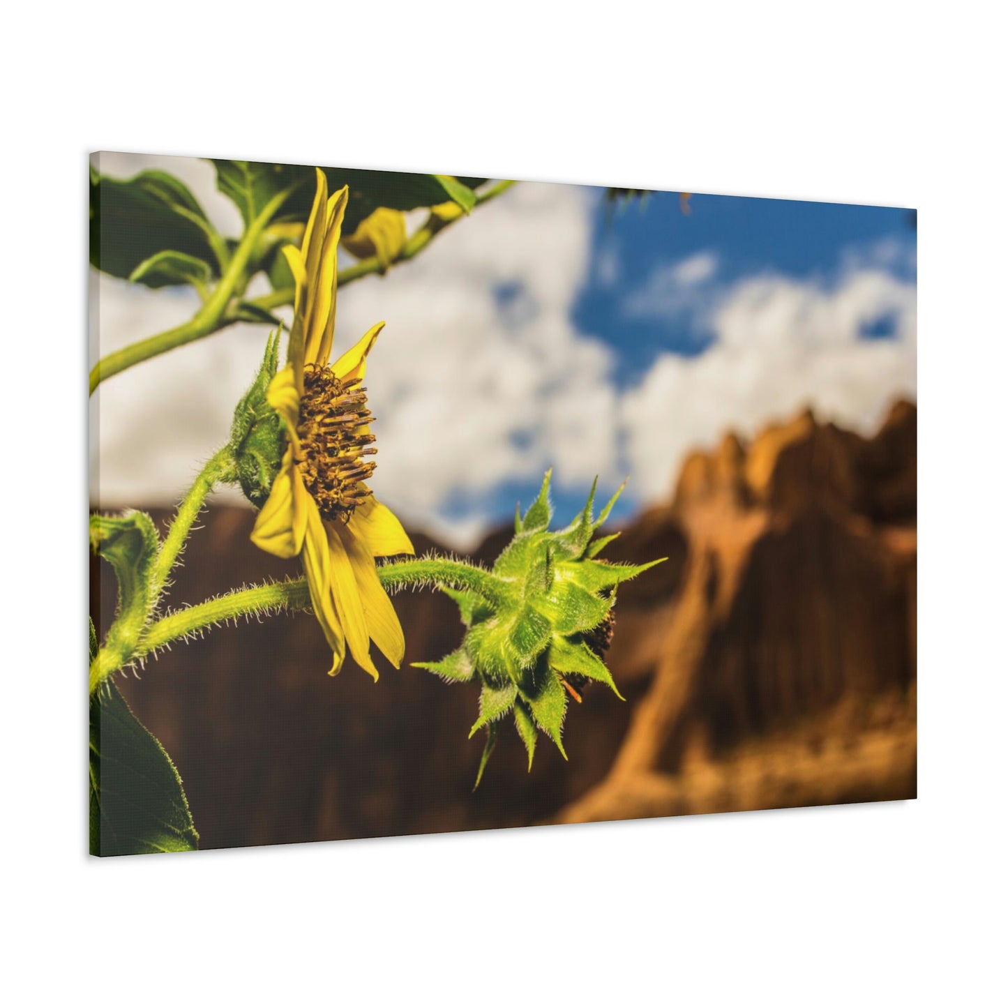 Wild Sunflower Canvas Gallery Wraps